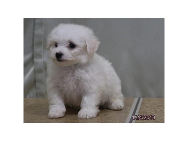 Bichon Frise DOG Male White 12041 Petland Wichita, Kansas