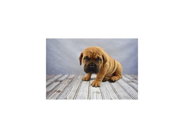 Bull Mastiff-DOG-Male-Red Fawn-12021-Petland Wichita, Kansas