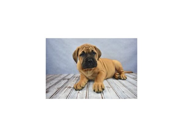 Bull Mastiff DOG Female Red Fawn 12022 Petland Wichita, Kansas