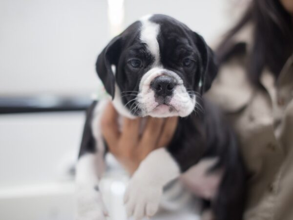 English Bulldog DOG Female Black and White 12040 Petland Wichita, Kansas