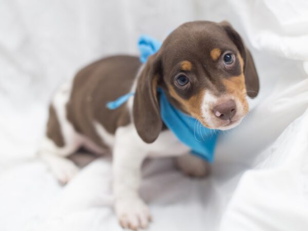 Miniature Dachshund DOG Male red tri color 12038 Petland Wichita, Kansas