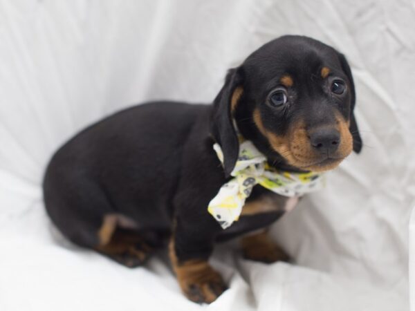 Miniature Dachshund-DOG-Female-Black and Tan-12037-Petland Wichita, Kansas