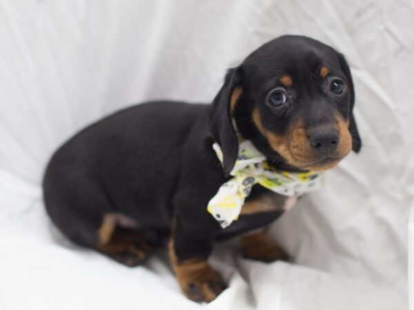 Miniature Dachshund DOG Female Black and Tan 12037 Petland Wichita, Kansas