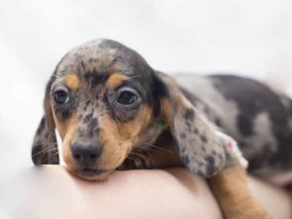 Miniature Dachshund-DOG-Female-Dapple-12036-Petland Wichita, Kansas