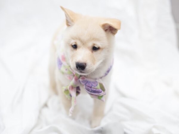 Shiba Inu DOG Female Cream 12033 Petland Wichita, Kansas