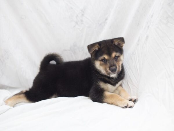 Shiba Inu DOG Male Black and Tan 12031 Petland Wichita, Kansas