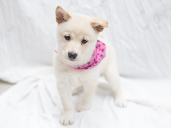 Shiba Inu DOG Female Cream 12032 Petland Wichita, Kansas