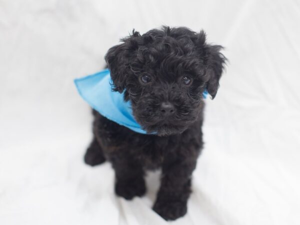 Yorkiepoo-DOG-Male-Black and Tan-12030-Petland Wichita, Kansas