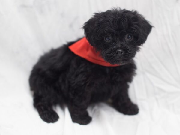 Yorkiepoo DOG Male Black and Tan 12029 Petland Wichita, Kansas