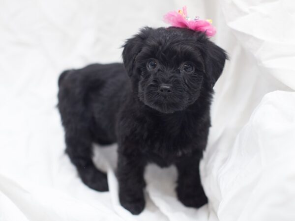 Yorkiepoo DOG Female Black and Tan 12028 Petland Wichita, Kansas