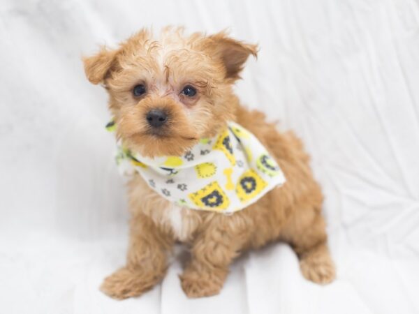 Yorkiepoo DOG Male Apricot 12027 Petland Wichita, Kansas