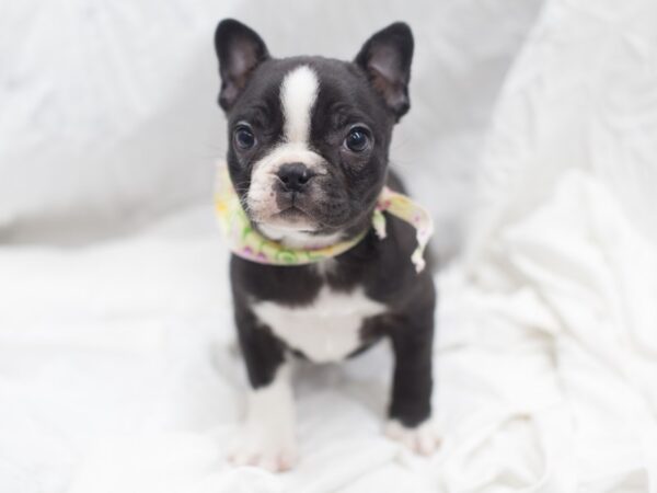 Frenchton DOG Male Black and White 12026 Petland Wichita, Kansas