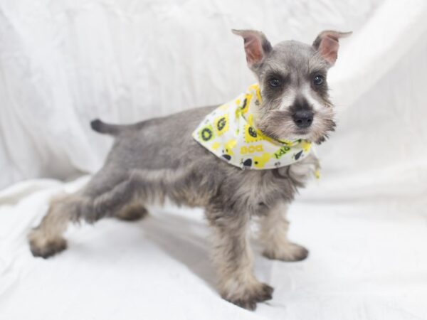 Miniature Schnauzer DOG Male Salt and Pepper 12025 Petland Wichita, Kansas