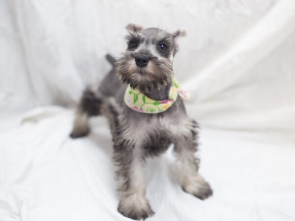 Miniature Schnauzer DOG Female Salt and Pepper 12024 Petland Wichita, Kansas