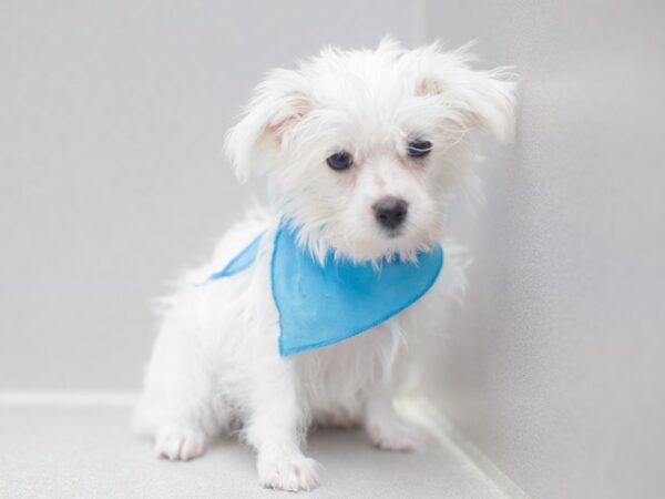 Morkie-DOG-Male-White-12020-Petland Wichita, Kansas