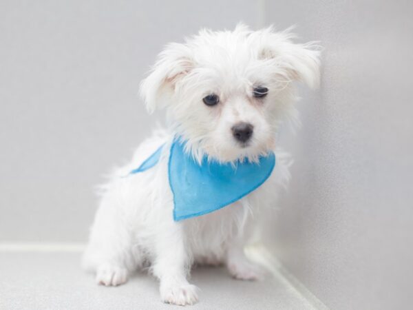 Morkie DOG Male White 12020 Petland Wichita, Kansas