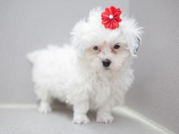 Toy ShihPoo DOG Female White 12019 Petland Wichita, Kansas