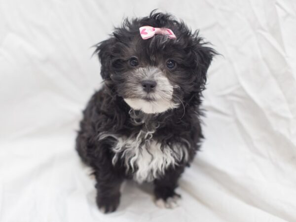 Toy ShihPoo DOG Female Black 12018 Petland Wichita, Kansas