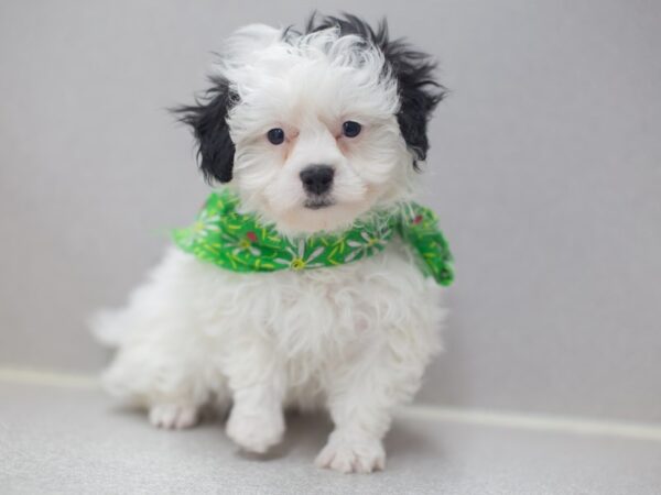 Toy ShihPoo DOG Male Black and White 12017 Petland Wichita, Kansas