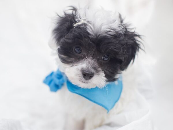 Toy ShihPoo DOG Male Black and White 12016 Petland Wichita, Kansas