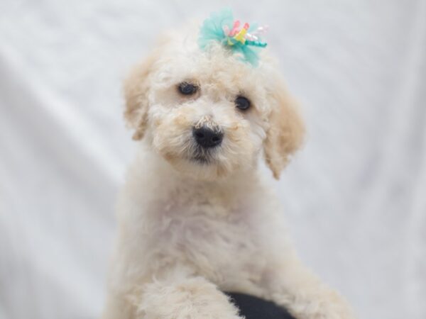 2nd Generation Goldendoodle DOG Female Golden 12015 Petland Wichita, Kansas