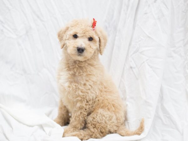 2nd Generation Goldendoodle DOG Female Golden 12014 Petland Wichita, Kansas