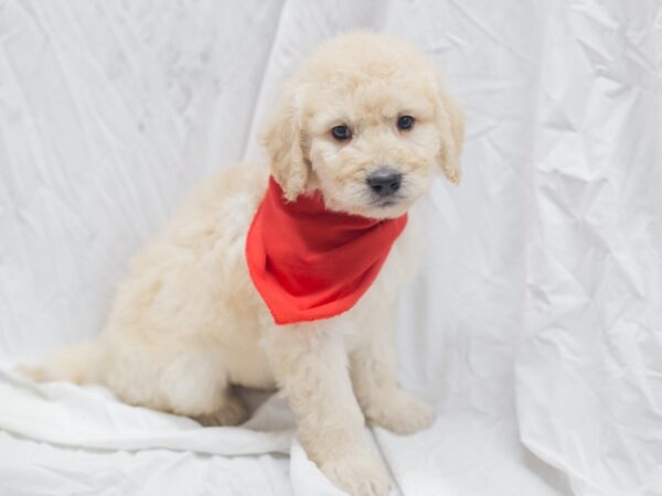 2nd Generation Goldendoodle DOG Male Golden 12012 Petland Wichita, Kansas