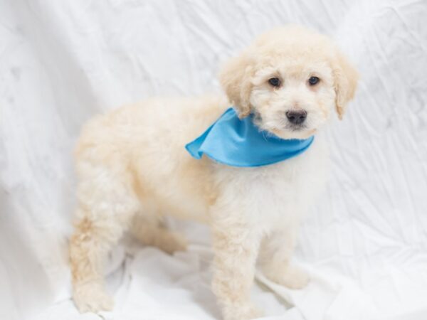 2nd Generation Goldendoodle DOG Male Golden 12013 Petland Wichita, Kansas