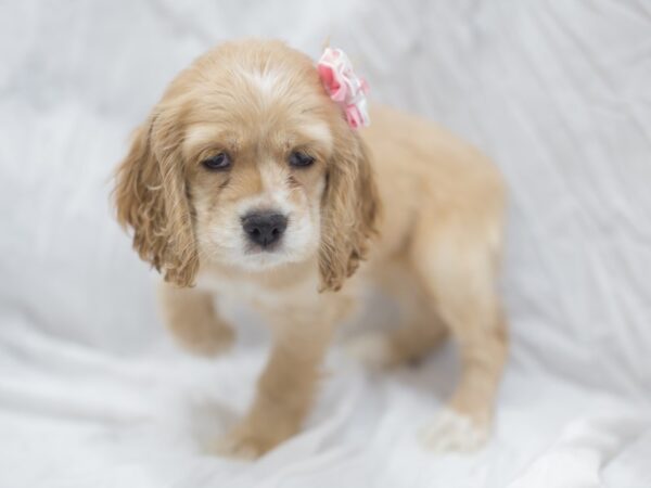 Cocker Spaniel DOG Female Buff 12011 Petland Wichita, Kansas