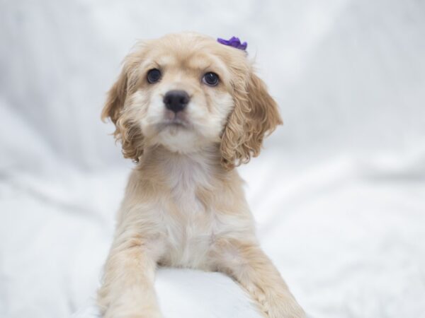 Cocker Spaniel DOG Female Buff 12010 Petland Wichita, Kansas