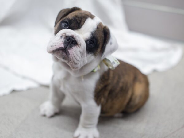 English Bulldog DOG Male Brindle and White 12009 Petland Wichita, Kansas