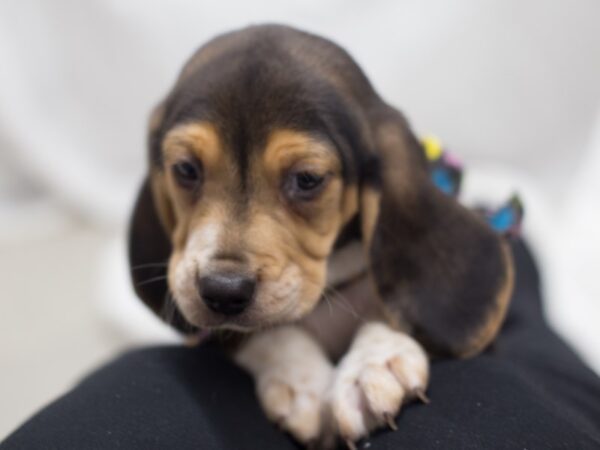 Beagle-DOG-Male-Tri Color-12008-Petland Wichita, Kansas