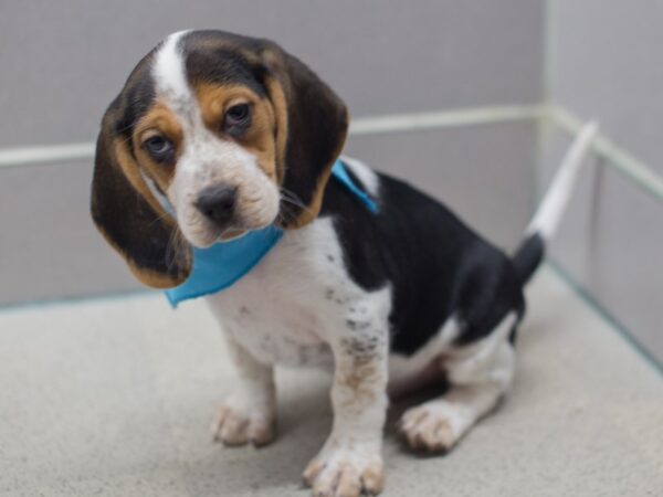 Beagle DOG Male Tri Color 12007 Petland Wichita, Kansas