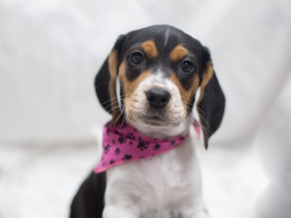 Beagle DOG Female Tri Color 12006 Petland Wichita, Kansas