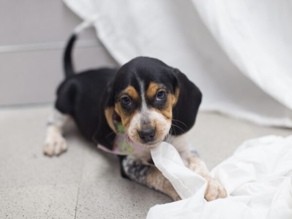 Beagle-DOG-Female-Tri Color-12005-Petland Wichita, Kansas