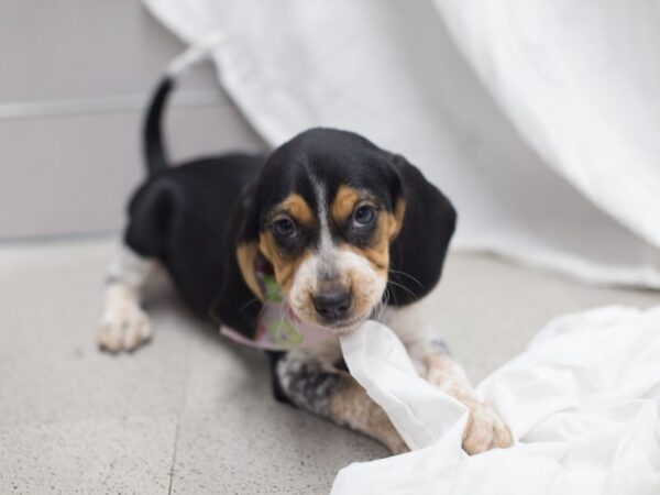 Beagle DOG Female Tri Color 12005 Petland Wichita, Kansas