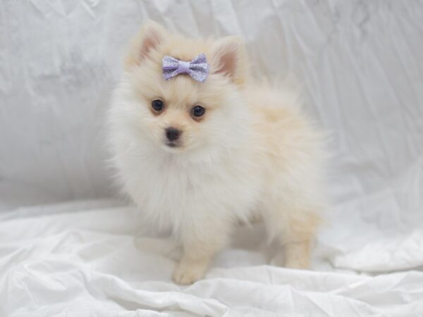 Pomeranian DOG Female Cream (Dark) 12004 Petland Wichita, Kansas