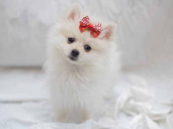 Pomeranian-DOG-Female-Cream-12003-Petland Wichita, Kansas
