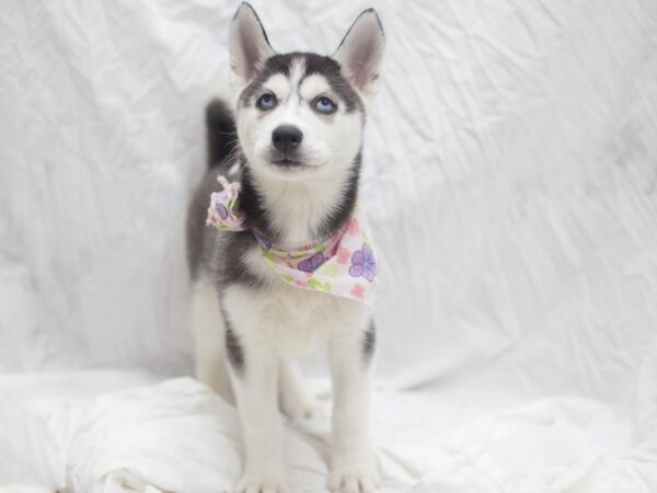 Siberian Husky-DOG-Female-Black and White-12002-Petland Wichita, Kansas
