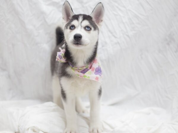 Siberian Husky DOG Female Black and White 12002 Petland Wichita, Kansas