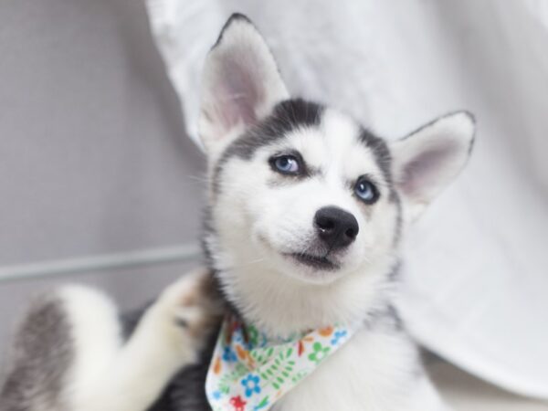 Siberian Husky DOG Female Black and White 12001 Petland Wichita, Kansas