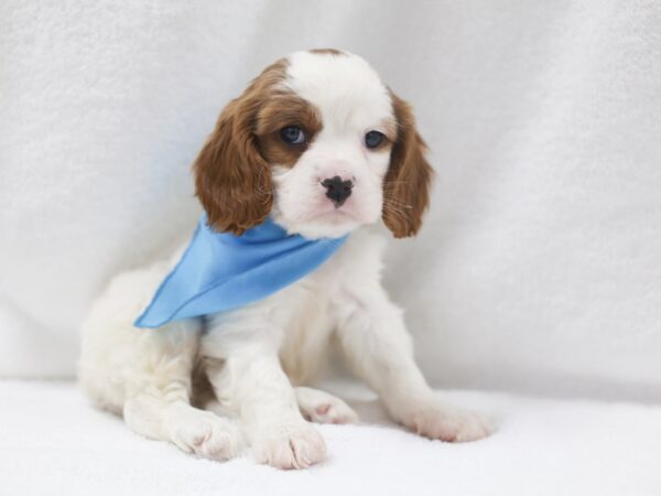 Cavalier King Charles Spaniel DOG Male Blenheim 12039 Petland Wichita, Kansas