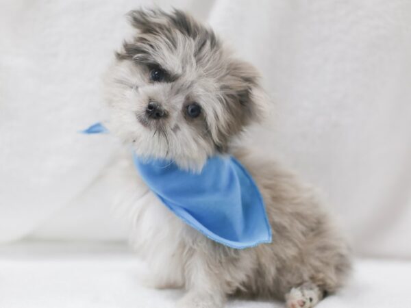 Maltipom-DOG-Male-Blue Merle-11975-Petland Wichita, Kansas