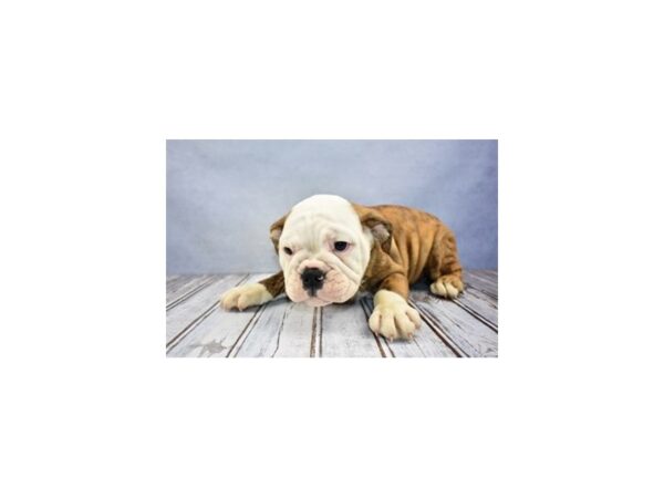 English Bulldog DOG Female Fawn Brindle and White 12044 Petland Wichita, Kansas