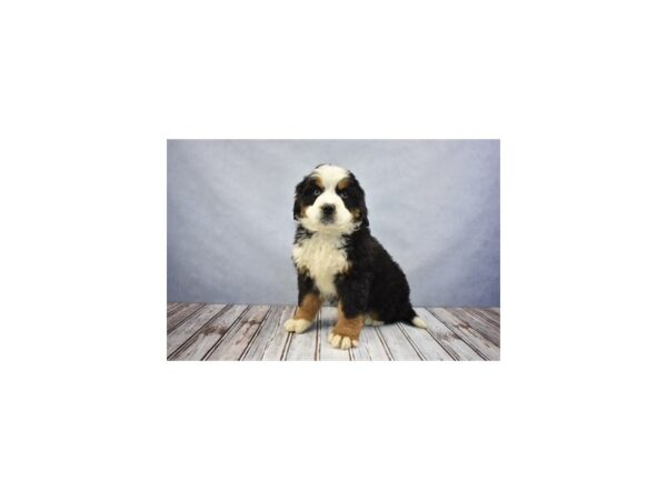 Bernese Mountain Dog-DOG-Male-Black Rust and White-12043-Petland Wichita, Kansas