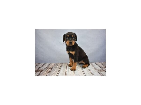 Rottweiler DOG Female Black and Rust 12045 Petland Wichita, Kansas