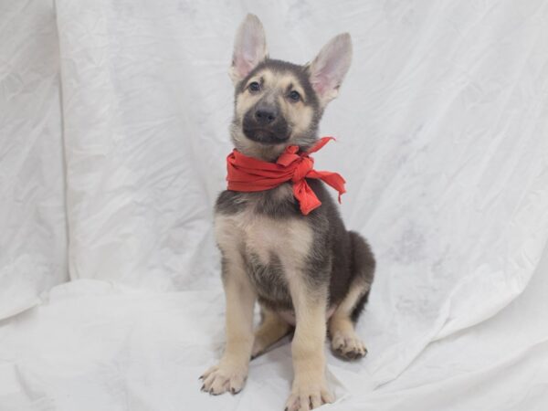 German Shepherd Dog DOG Male Black and Tan 12060 Petland Wichita, Kansas