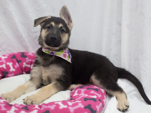 German Shepherd Dog-DOG-Female-Black and Tan-12059-Petland Wichita, Kansas