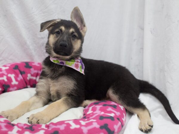 German Shepherd Dog DOG Female Black and Tan 12059 Petland Wichita, Kansas