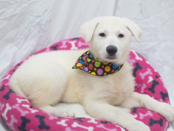 German Shepherd Dog-DOG-Male-White-12058-Petland Wichita, Kansas